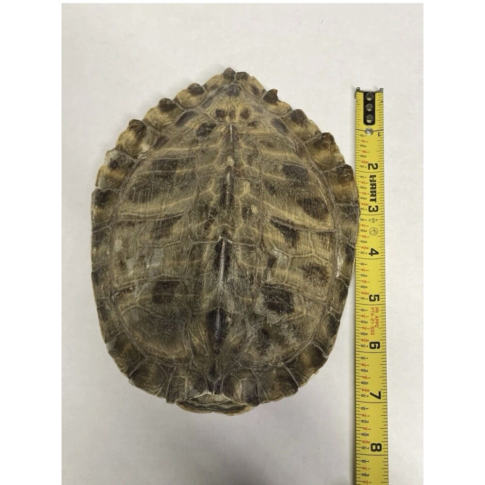 Vintage Turtle Shell - Picture 6 of 7